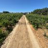 Magnífica Finca segregada en la zona de El Marquesado, Chiclana